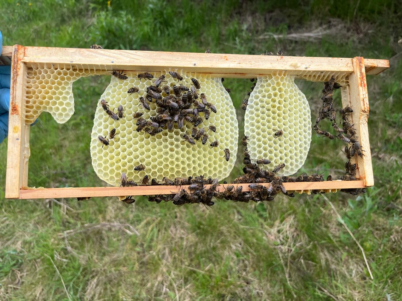 Beekeeper's gloved hand holding a frame covered in bees with natural comb building — a real inspection during a strong Scottish spring flow