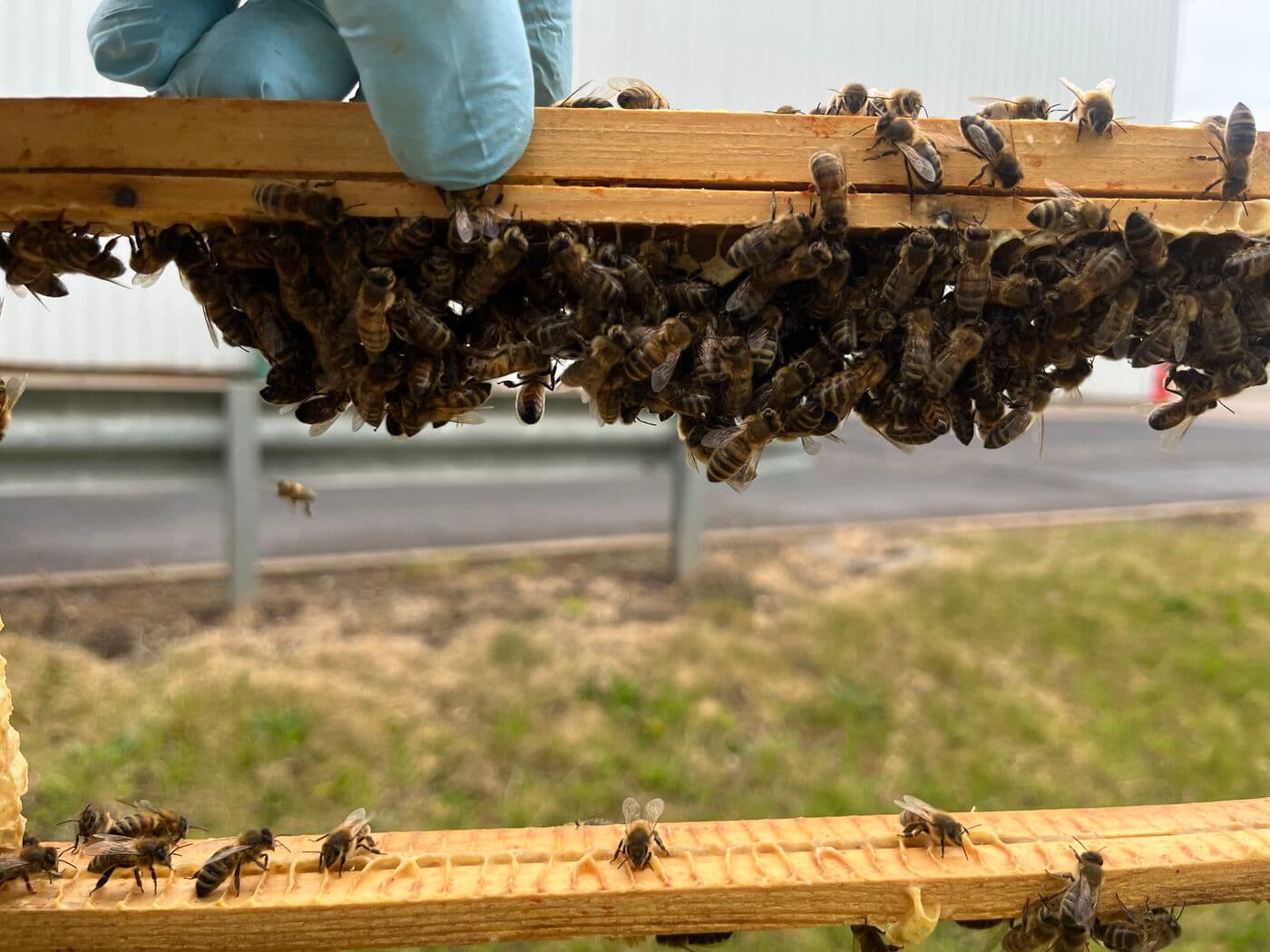 Honey bees festooning beneath a hive frame top bar, secreting wax chains during an active colony build-up