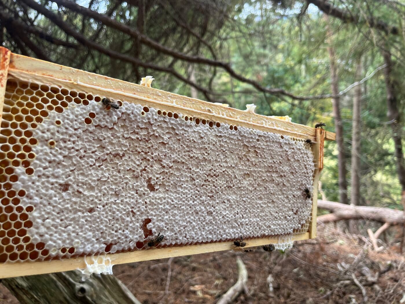Capped honey frame covered in bees — amber comb with new white wax, ready for extraction from a Scottish apiary