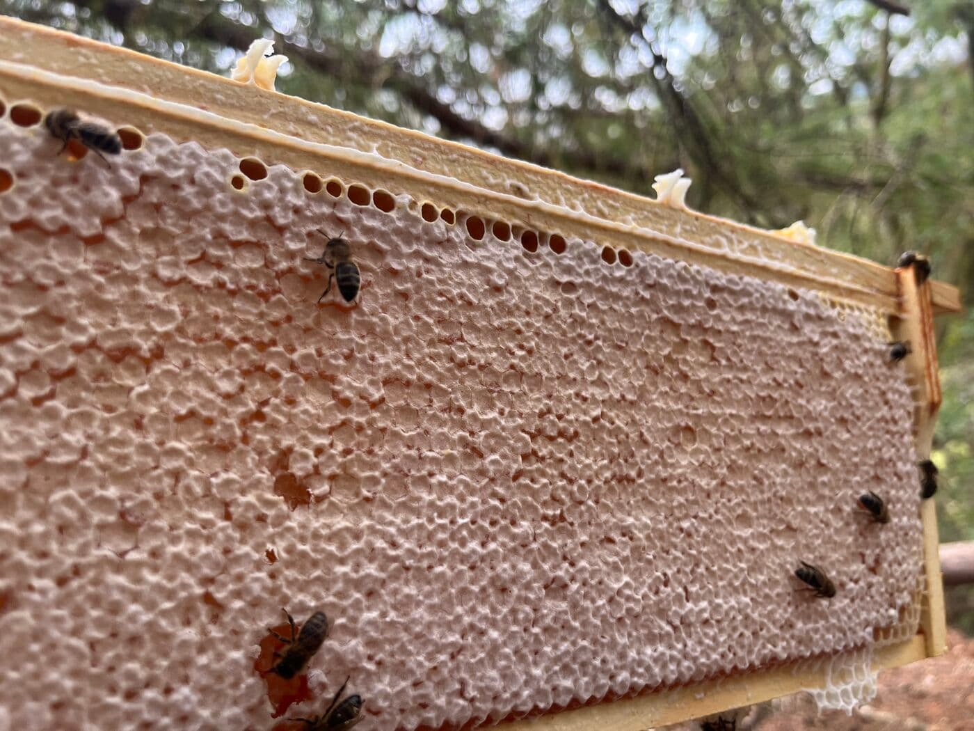 Mostly-capped honey frame ready for extraction — amber and white wax cells with worker bees, Scottish apiary