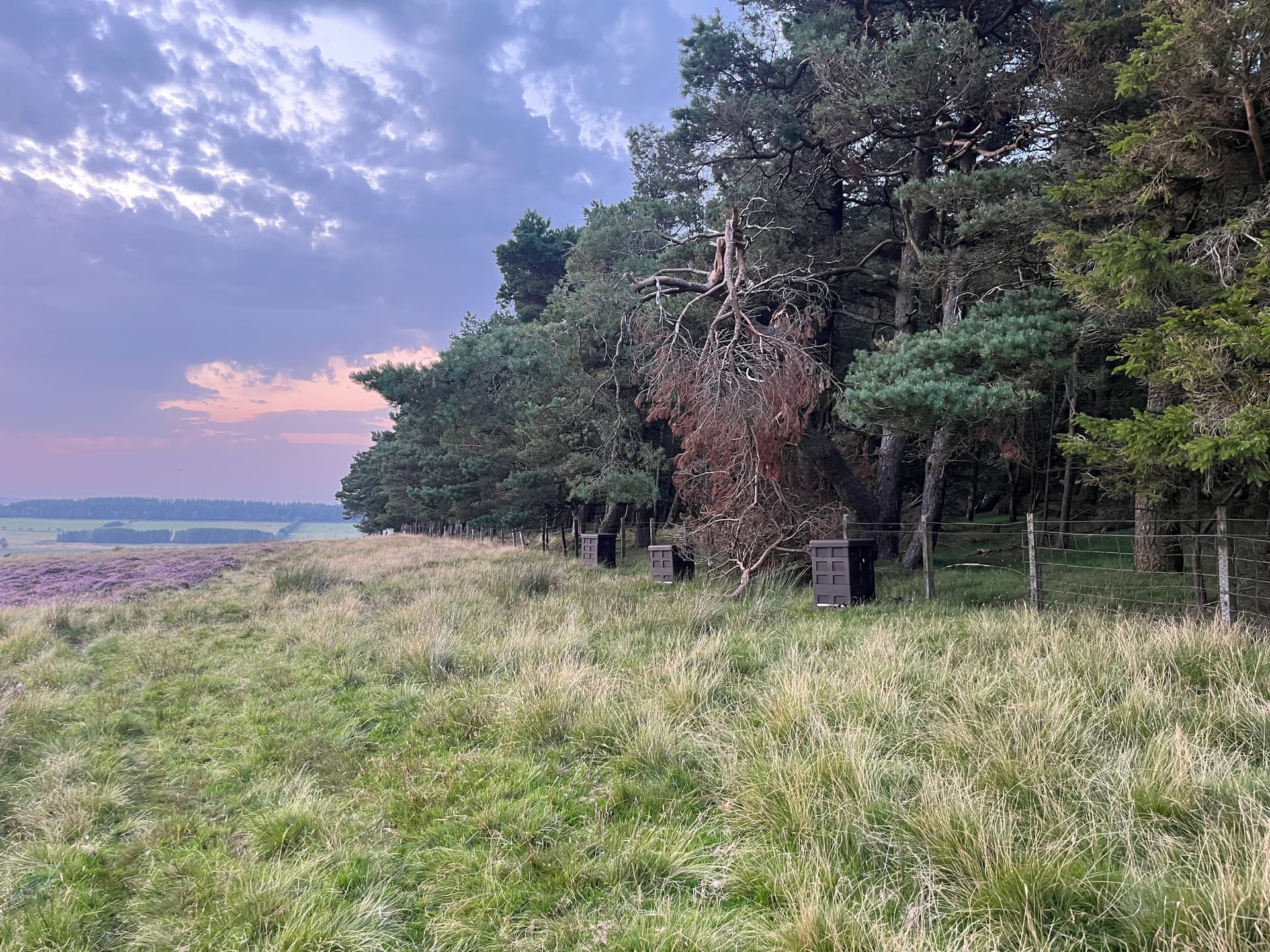 Row of beehives at dusk silhouetted against Scots pine woodland with heather in the foreground — Edinburgh-area apiary
