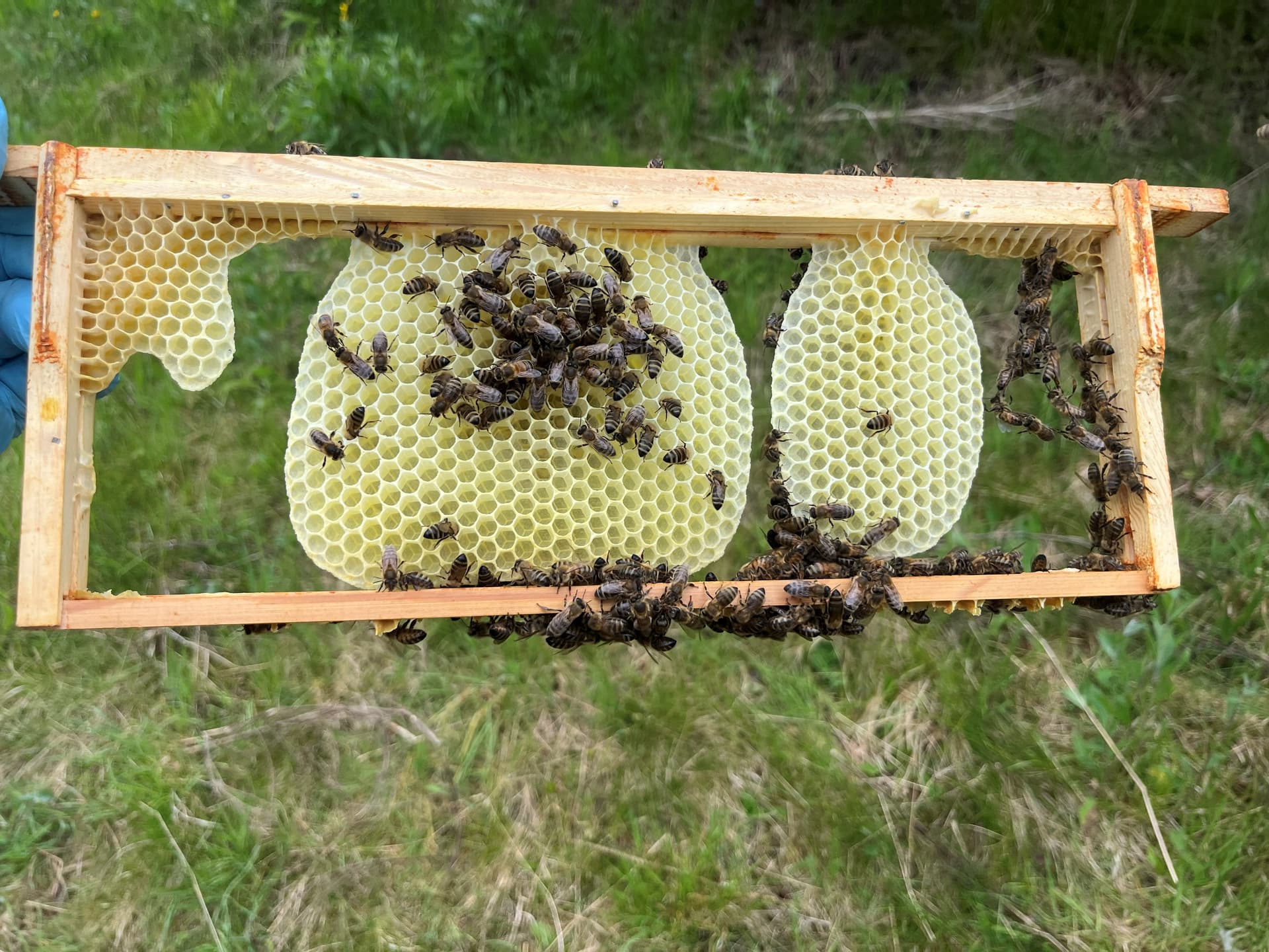 Burr comb on a frame during spring inspection Gloved hand holding a frame with natural burr comb built across the top bar — three wax tongues extending down, a sign of strong colony growth and the need for more space during the spring flow