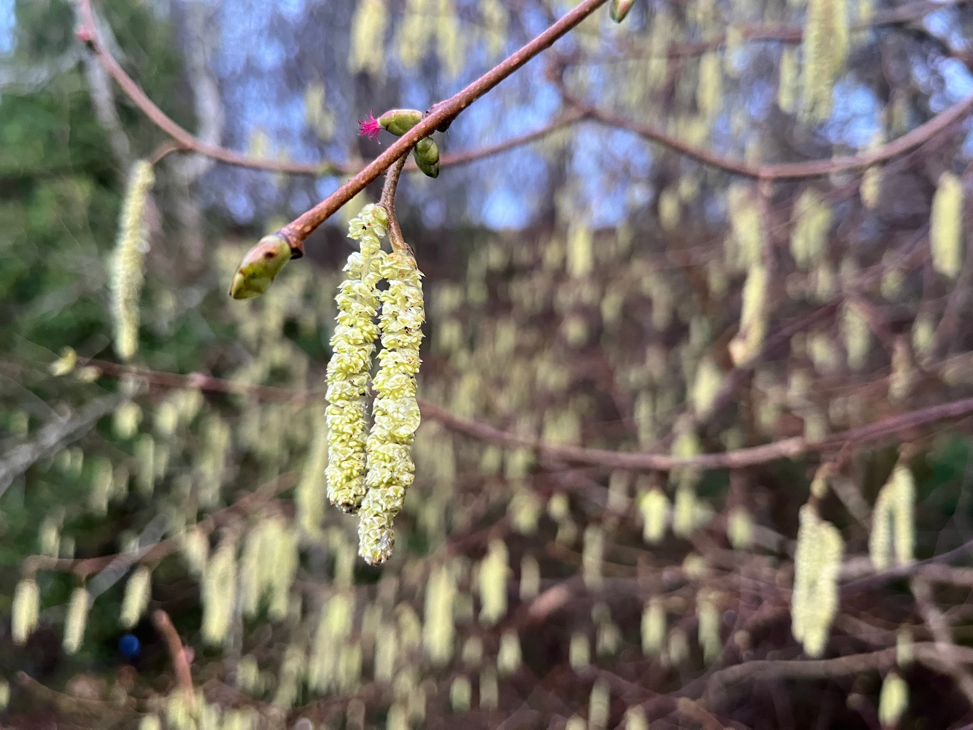 Hazel catkins and female flowers — early spring pollen Hazel catkins in February with a small red female flower — one of the first pollen sources British bees visit before the main spring flow begins