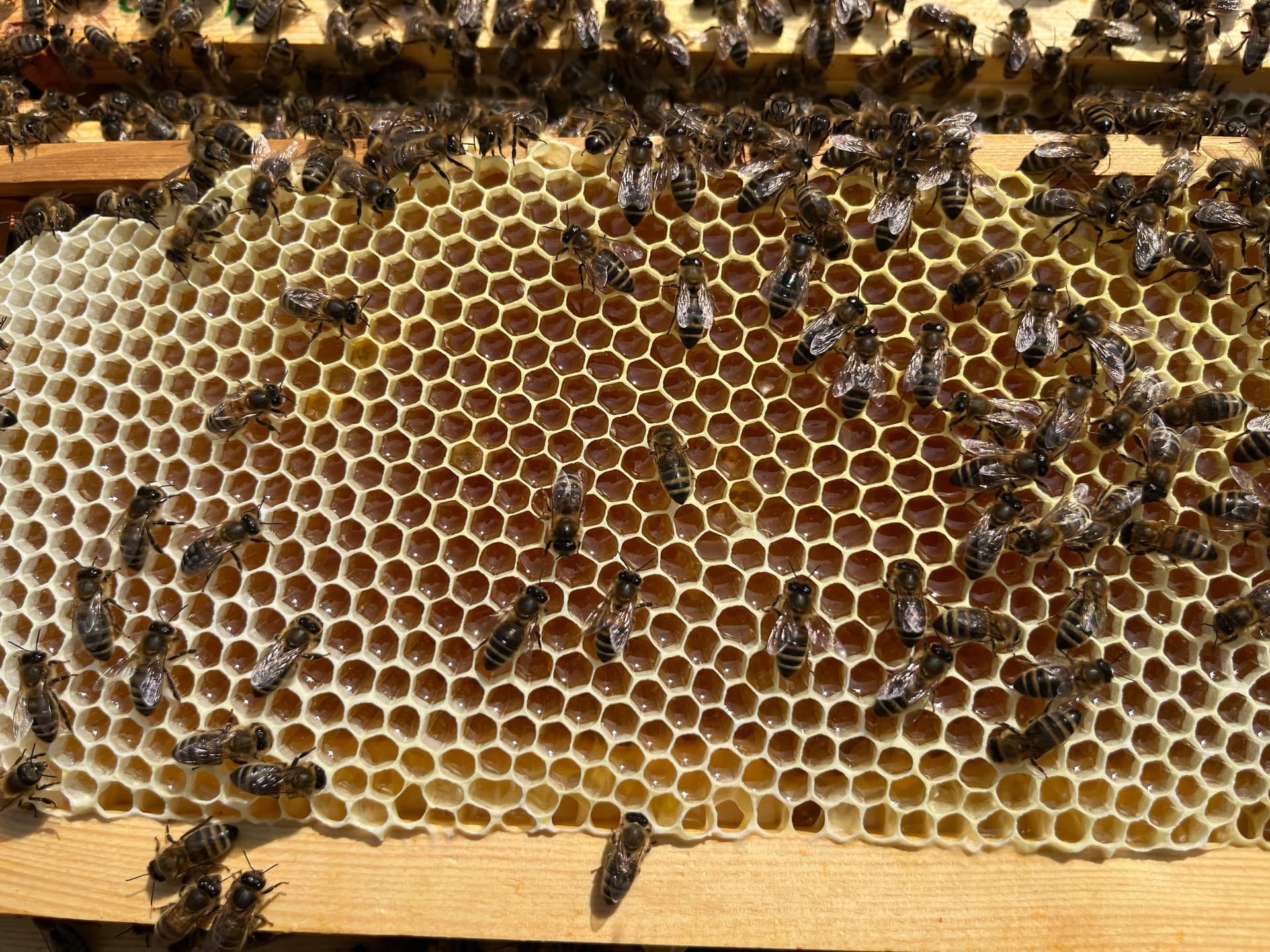 Honey super frame during the nectar flow — bees ripening nectar Top-down view of a honey super frame during the summer nectar flow — bees ripening fresh nectar in new white wax cells, with the upper-right cells beginning to cap