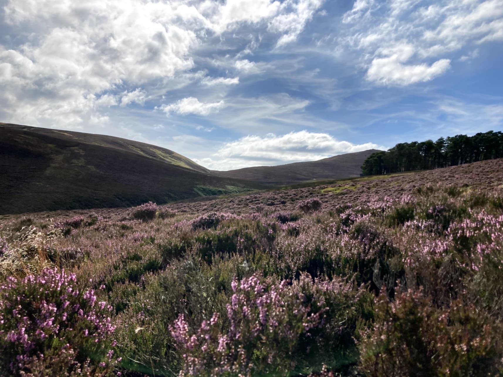 Balerno Honey